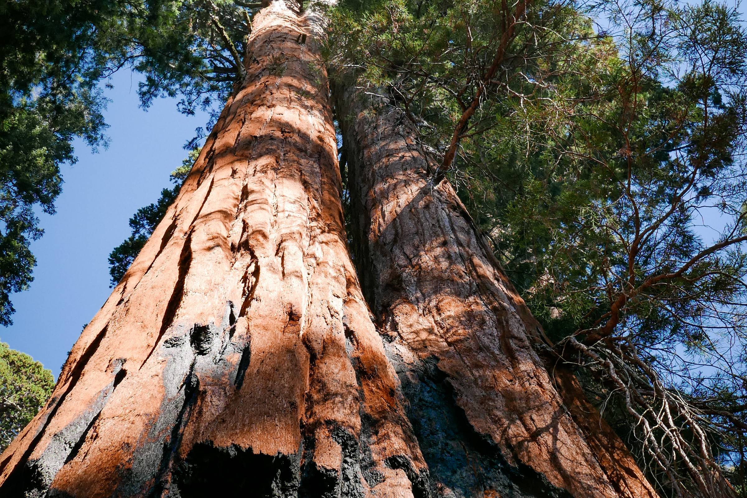 sequoia & kings canyon national parks, california (2).webp